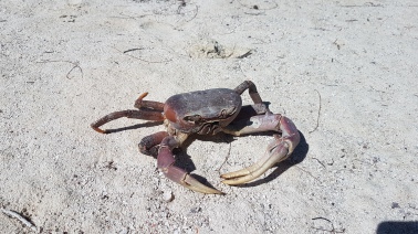 Carcasse de crabe